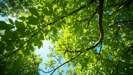 Fototapeta premium Lush Green Acacia Tree Canopy, Sunlight Through Leaves, Wide Angle View