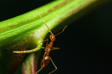 Macro photography of red ant on passion fruit stem in garden, Mahe, Seychelles