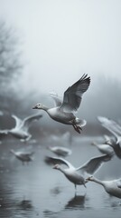 Obraz premium Majestic Goose in Flight: A Serene Winter Scene