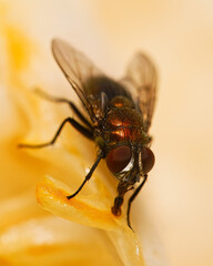 Macro photography of single house fly on passionfruit membrane sucking the pulp, Mahe Seychelles