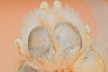 Macro photography of white Pomeranian dog foot, Mahe, Seychelles