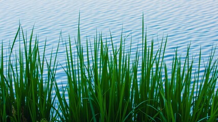 Fototapeta premium Vibrant Green Grass by Calm Blue Lake, Serene Lakeside Nature Scene, Lush Foliage, Water Ripples, Tranquil Waterscape Photography