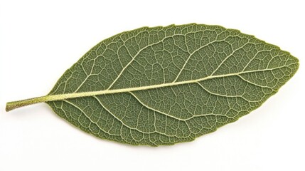 Obraz premium A detailed bay leaf showcasing its texture and structure.