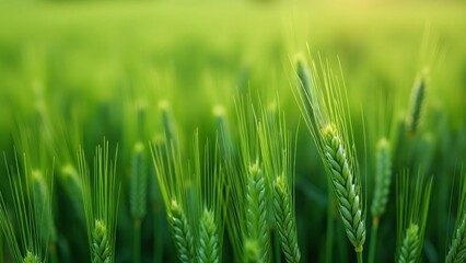 Naklejka premium Stunning Macro Photo of Lush Green Wheat Field in Spring/Summer