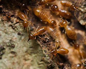 Micro photography of Termites inside the termite mound, Mahe Seychelles.
