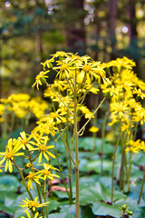 石蕗の黄色い花