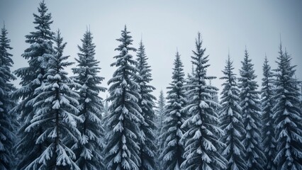 Obraz premium Majestic Snow-Covered Pine Forest, Low-Angle Winter Wonderland Scene