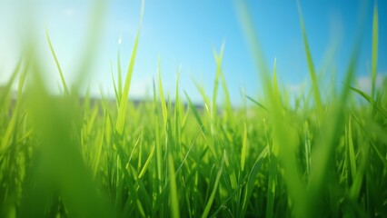 Obraz premium Vibrant Green Grass Meadow Close-Up, Photorealistic High-Resolution Image of Lush Spring Grass Blades Against a Blurred Blue Sky Background, Low Angle View