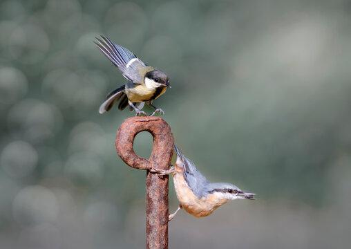 M&eacute;sange charbonni&egrave;re et sitelle torchepot pos&eacute; sur un piquet en fer, Var, France