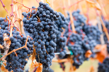Shiraz Grapes Agriculture Grapevine