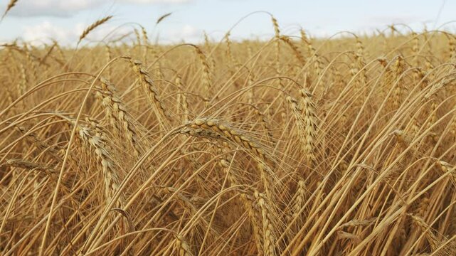 Ripe Wheat Ears - Prosperity And Wealth. Golden Wheat Ears Are Swaying By Wind. Growing Ripe Wheat In Agricultural Field At Summer Day. Slow motion.