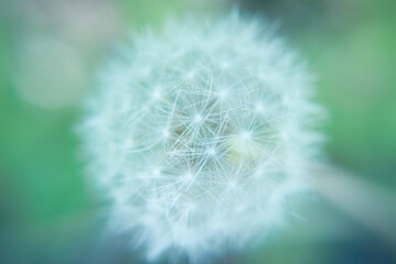 たんぽぽの綿毛。春から夏へ渡る