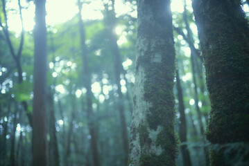 樹海。苔むす森。映画の中の幻想的な世界。