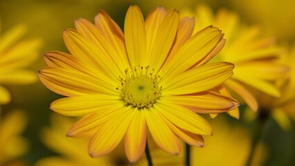 Obraz premium Vibrant Yellow Daisy Flower Close-up, Detailed Petals and Stamens, Soft Blurred Background