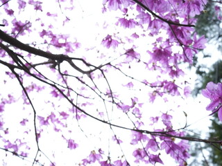 日本の自然風景。春の訪れ。めぶき。自然