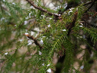 日本の自然風景。春の訪れ。めぶき。自然