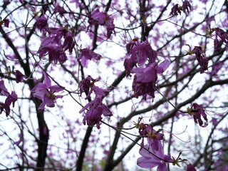 日本の自然風景。春の訪れ。めぶき。自然