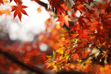 日本の秋の紅葉