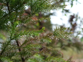 日本の自然風景。春の訪れ。めぶき。自然