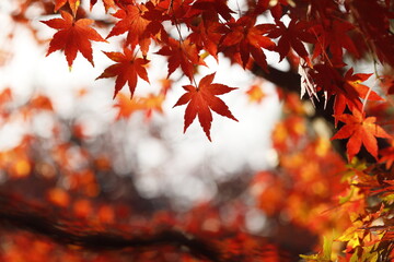 日本の秋の紅葉
