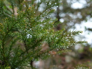 日本の自然風景。春の訪れ。めぶき。自然