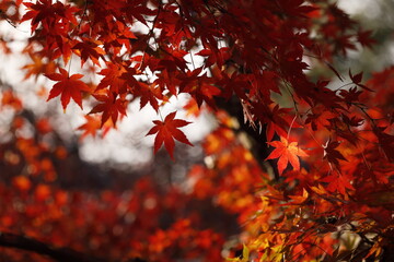 日本の秋の紅葉