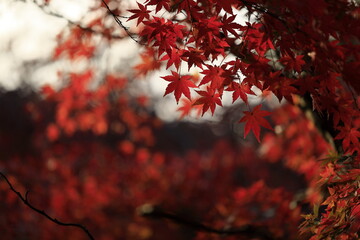 日本の秋の紅葉