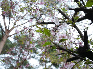 日本の自然風景。春の訪れ。めぶき。自然