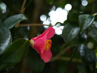 日本の自然風景。春の訪れ。めぶき。自然