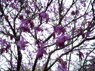 日本の自然風景。春の訪れ。めぶき。自然