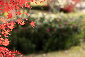 日本の秋の紅葉