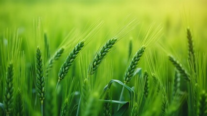 Obraz premium Vibrant Green Wheat Field, Close-Up Spring Scenery of Young Wheat Grains Swaying in the Breeze, Healthy Food Concept
