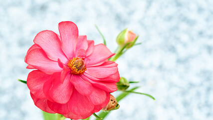 Fototapeta premium 赤いラナンキュラス