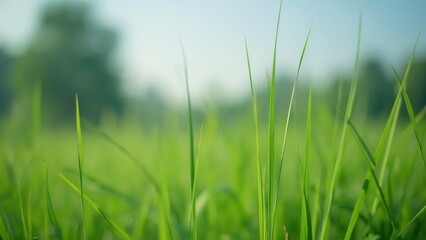 Obraz premium Macro Photography of Tall Green Grass Blades in a Lush Field, Blurred Background, Nature Detail