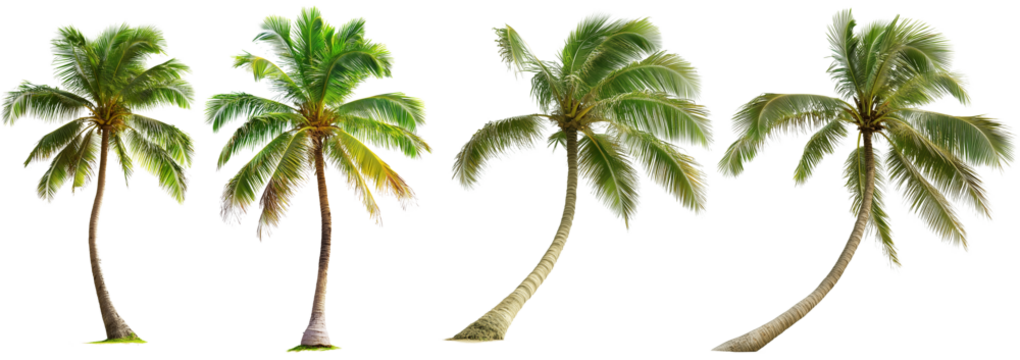 Tropical coconut palm trees collection isolated on white background