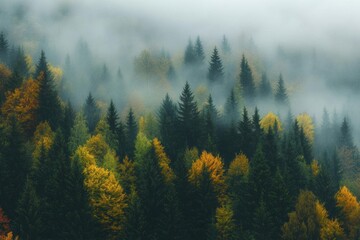 Misty forest with vibrant autumn foliage and evergreen trees.