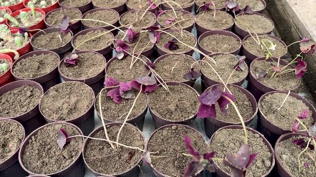 Purple shamrock oxalis plants propagation closeup view