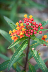 赤いトウワタの花