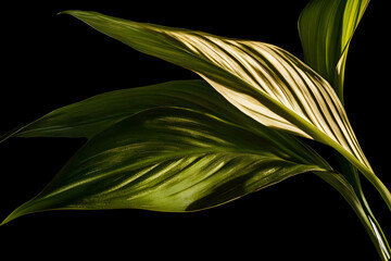 Lush green leaves with striking light and shadow, isolated on black background.