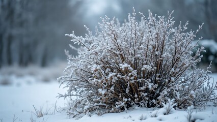Stunning Snow-Covered Winter Bush in a Frosty Landscape - A Breathtaking Winter Scene Photographed Outdoors
