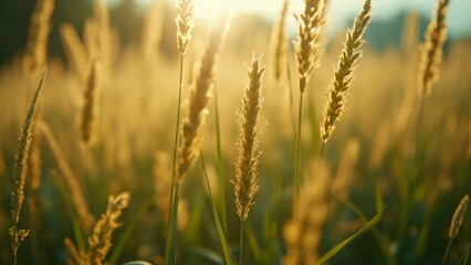 Fototapeta premium Golden Meadow Grass, Close-up of Tall Grasses at Sunset, High-Resolution Photorealistic Image with Cinematic Lighting