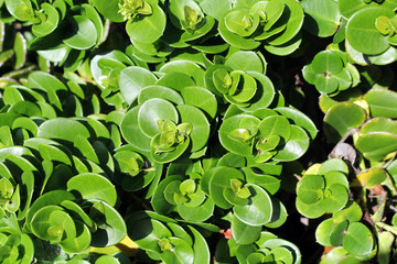 Close-up of leaves on a Desert Star (Carissa macrocarpa) succulent plant in a garden