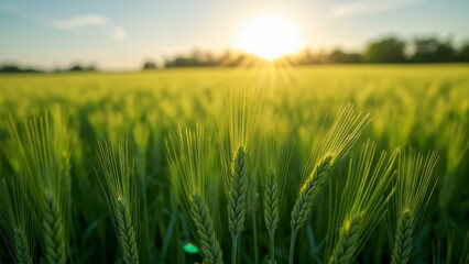 Fototapeta premium Stunning Sunset Over Lush Green Wheat Field, Idyllic Countryside Scenery