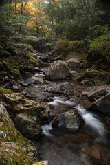 黄色に色づく美しい森と流れる川　