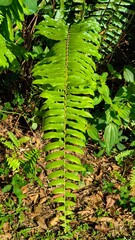lush fern leaves in the forest