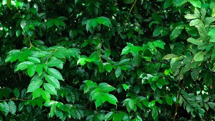green leaves background