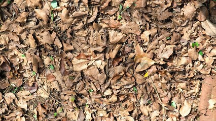 dried, brown leaves on the forest floor