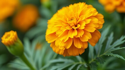 Vibrant Yellow Marigold Flower Close-up, Nature's Beauty and Health Benefits