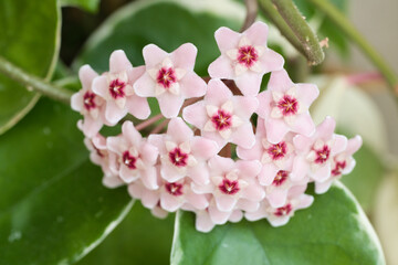 サクラランのピンクの花