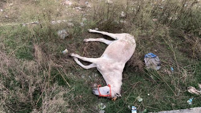 Dead horse lying on the grass, Animal carcass in the field. Top view.